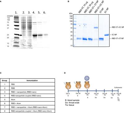 Preclinical immunogenicity and protective efficacy of a SARS-CoV-2 RBD-based vaccine produced with the thermophilic filamentous fungal expression system Thermothelomyces heterothallica C1